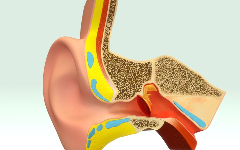 Diagram of a person's ear canal